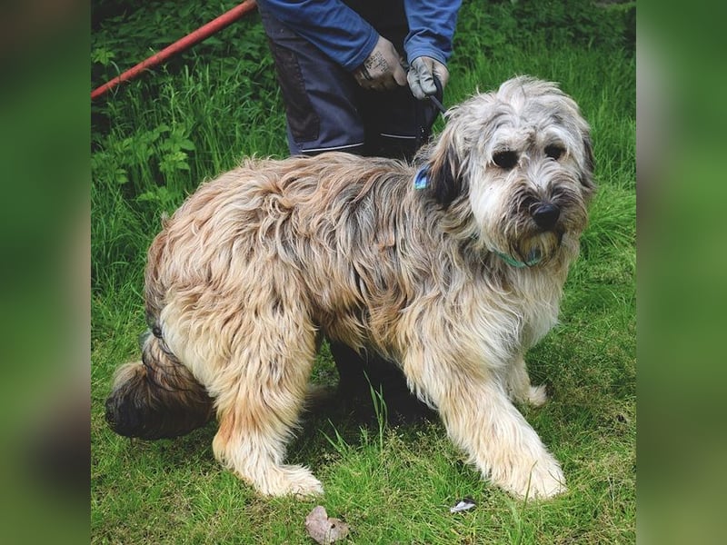 Cappuccino ist ein wundervoller Hundemann