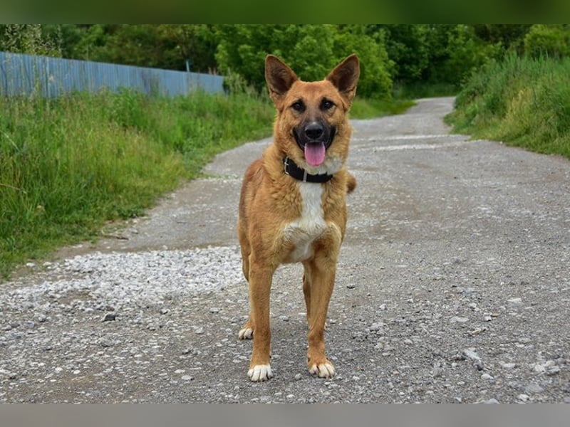 Bark ist freundlich und menschenbezogen
