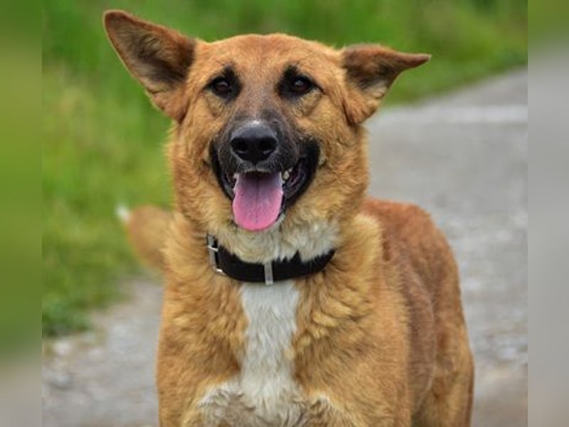 Bark ist freundlich und menschenbezogen