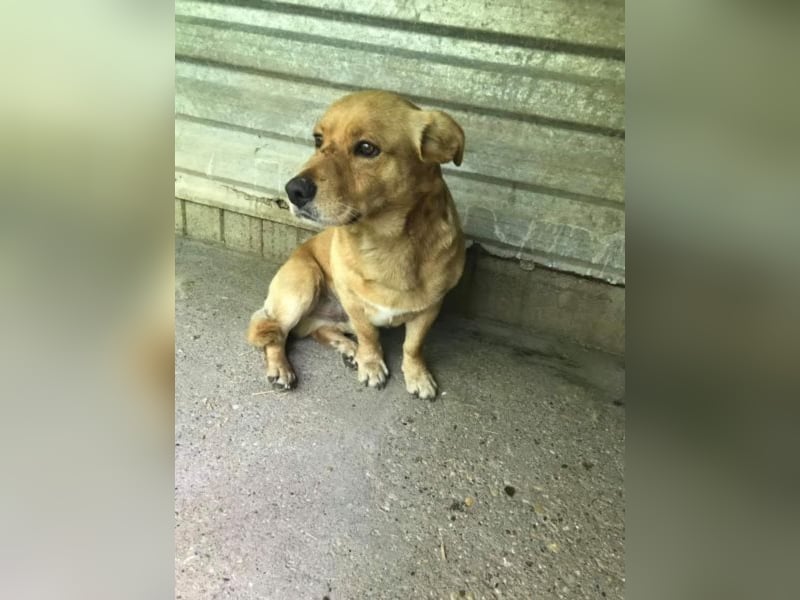 Taco sucht erfahrene Hundemenschen