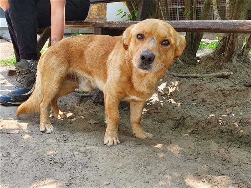 Taco sucht erfahrene Hundemenschen