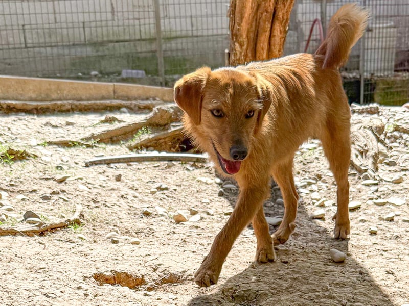 Kuckuck, wer schenkt Traumhund OLIVER ein liebevolles Zuhause?