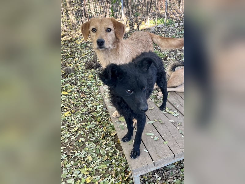 Perfekter Familienhund OLIVER sucht seine Menschen