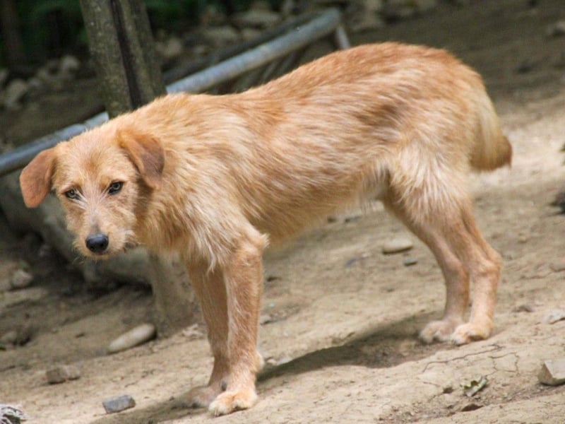 Neugieriger DARCY – ein Traum auf vier Pfoten