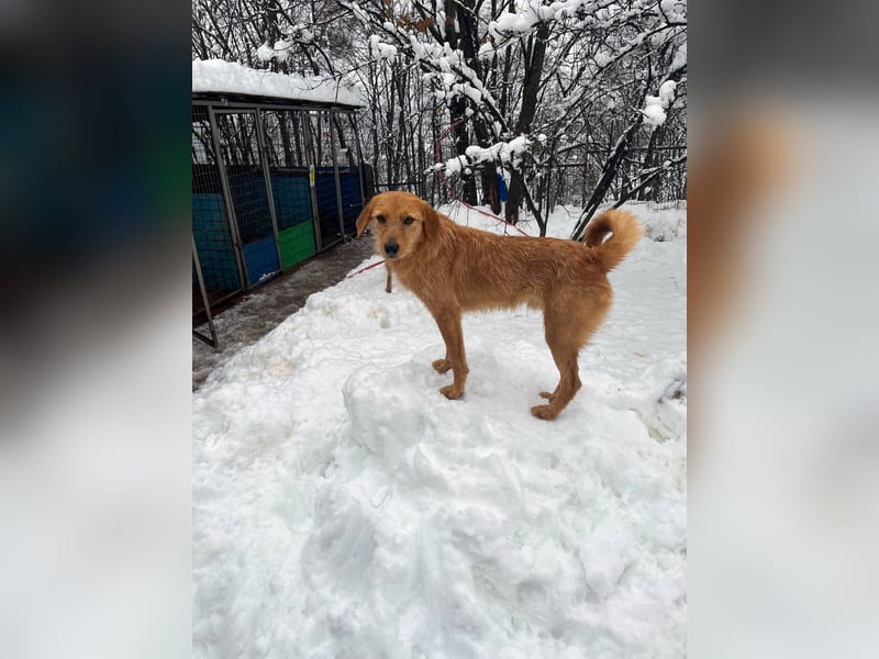 Perfekter Familienhund OLIVER sucht seine Menschen