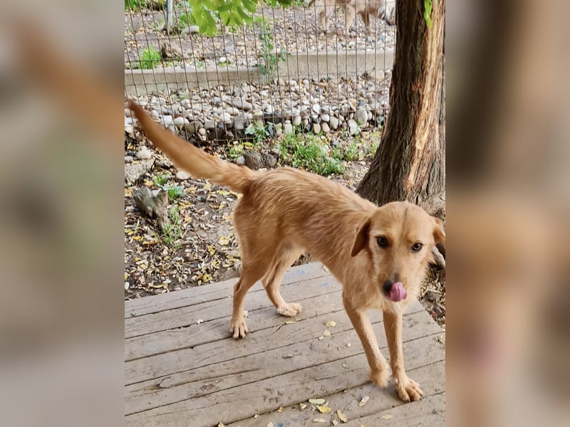 Perfekter Familienhund OLIVER sucht seine Menschen