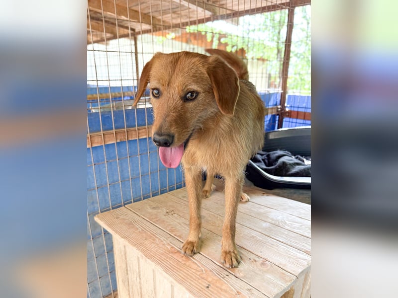 Kuckuck, wer schenkt Traumhund OLIVER ein liebevolles Zuhause?