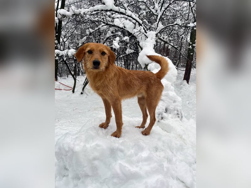 Perfekter Familienhund OLIVER sucht seine Menschen