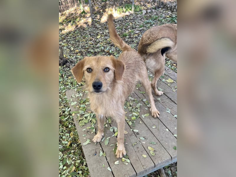 Perfekter Familienhund OLIVER sucht seine Menschen