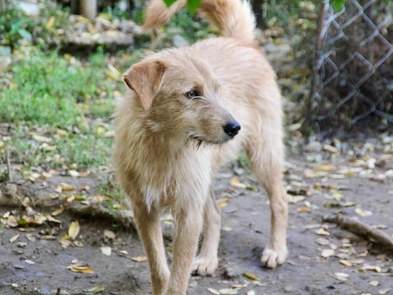Neugieriger DARCY – ein Traum auf vier Pfoten