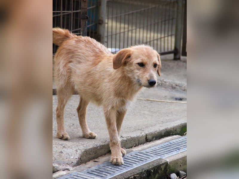 Neugieriger DARCY – ein Traum auf vier Pfoten