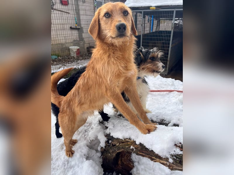 Perfekter Familienhund OLIVER sucht seine Menschen