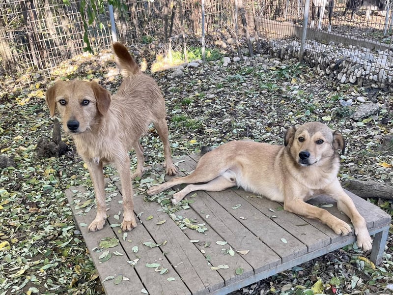 Perfekter Familienhund OLIVER sucht seine Menschen