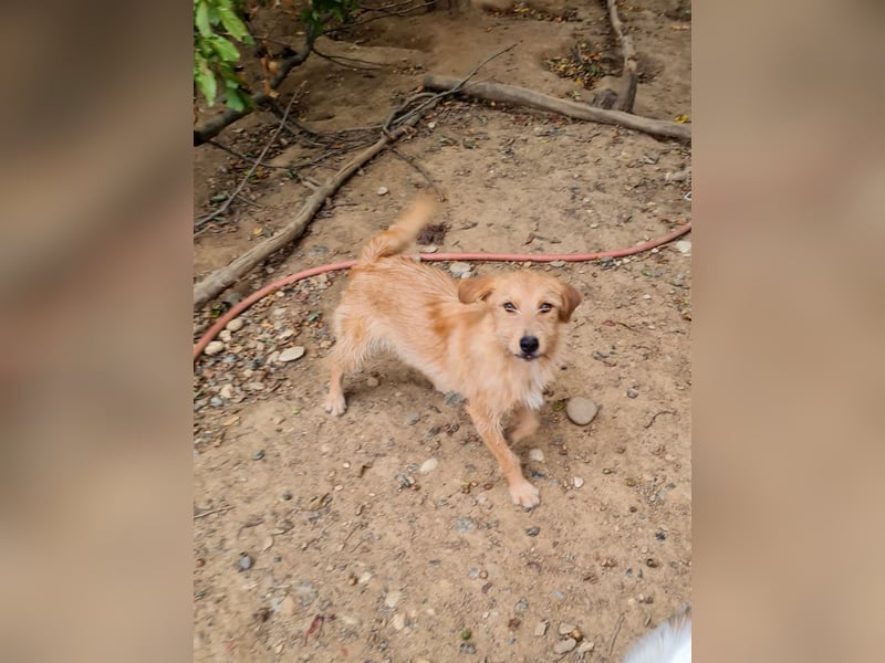 Neugieriger DARCY – ein Traum auf vier Pfoten