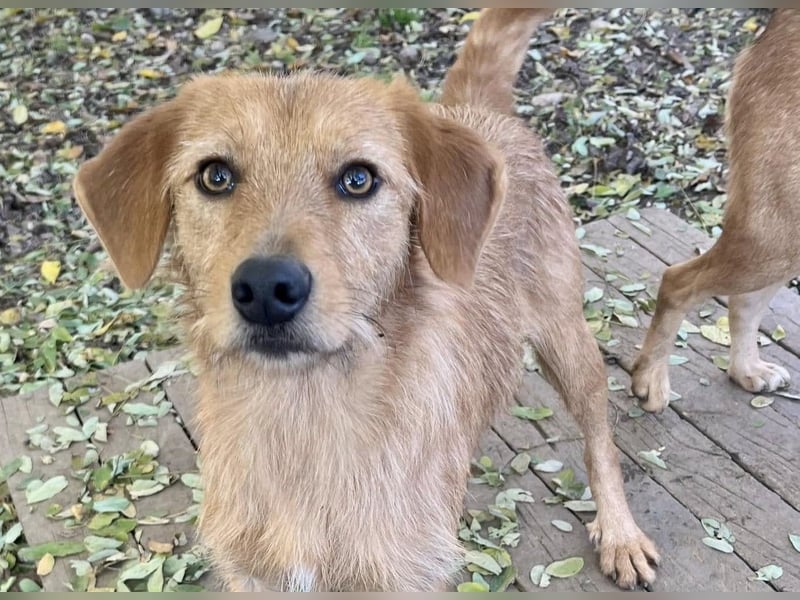 Perfekter Familienhund OLIVER sucht seine Menschen
