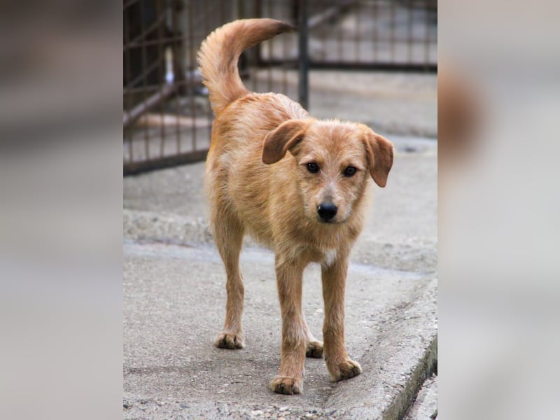 Neugieriger DARCY – ein Traum auf vier Pfoten