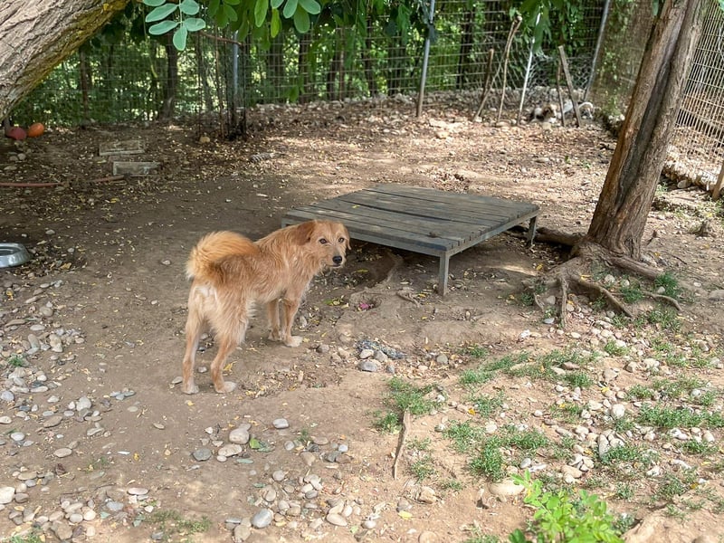 Neugieriger DARCY – ein Traum auf vier Pfoten