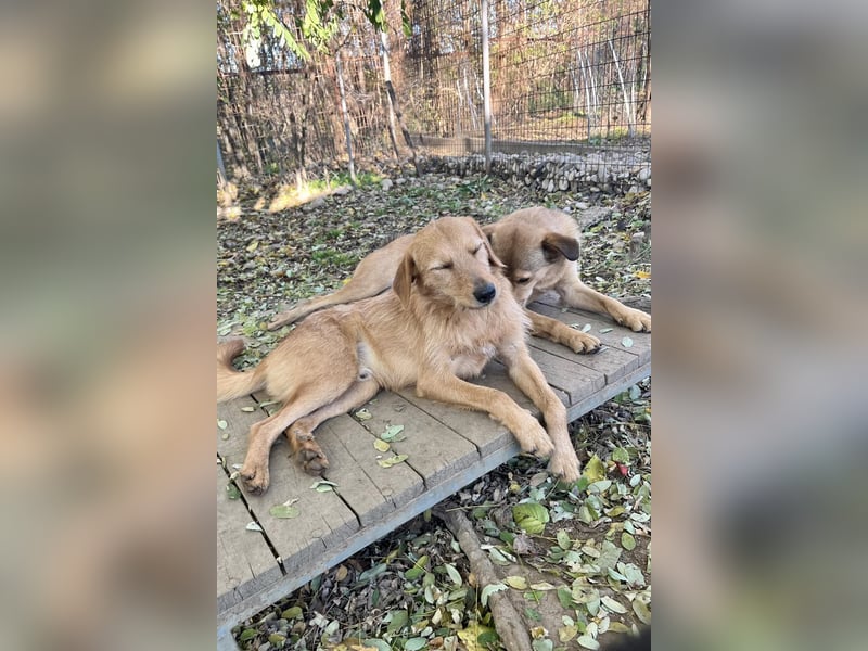 Perfekter Familienhund OLIVER sucht seine Menschen