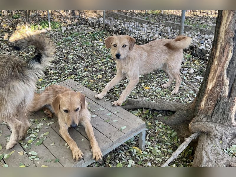Neugieriger DARCY – ein Traum auf vier Pfoten