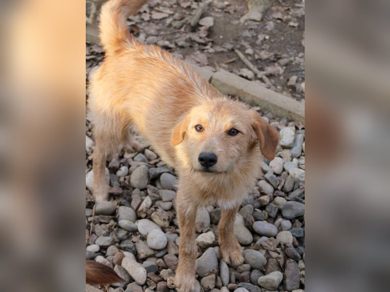 Neugieriger DARCY – ein Traum auf vier Pfoten