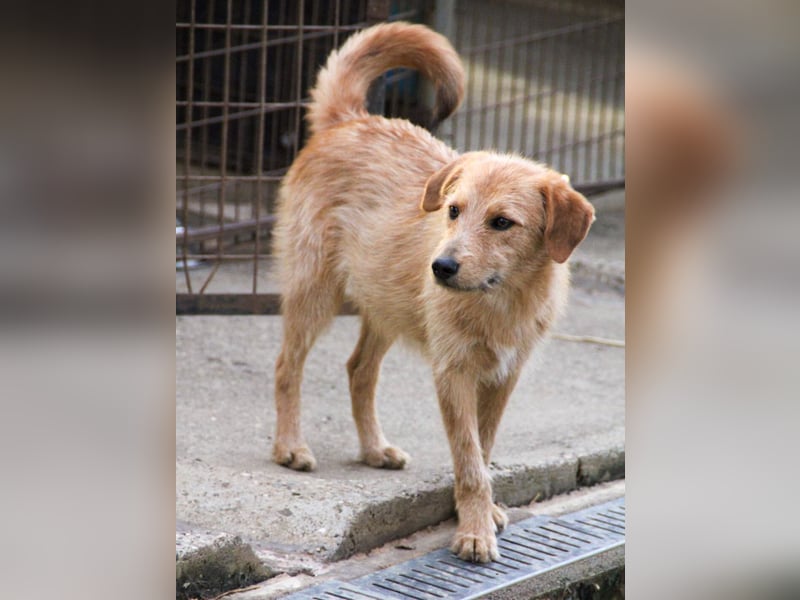 Neugieriger DARCY – ein Traum auf vier Pfoten