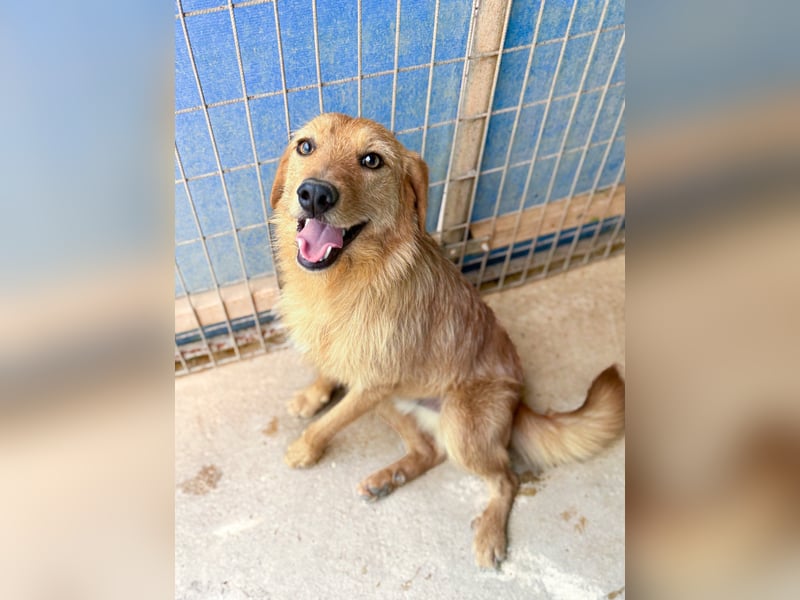 Kuckuck, wer schenkt Traumhund OLIVER ein liebevolles Zuhause?