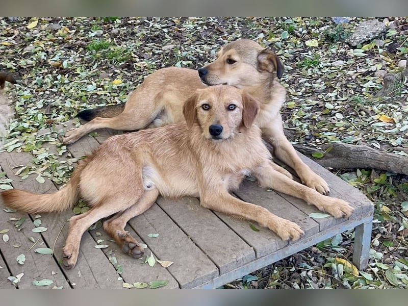 Perfekter Familienhund OLIVER sucht seine Menschen