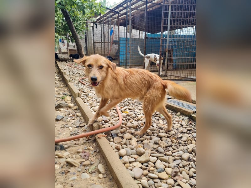 Neugieriger DARCY – ein Traum auf vier Pfoten