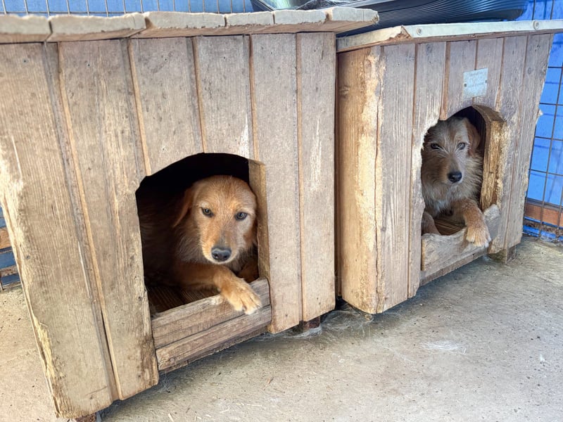 Kuckuck, wer schenkt Traumhund OLIVER ein liebevolles Zuhause?