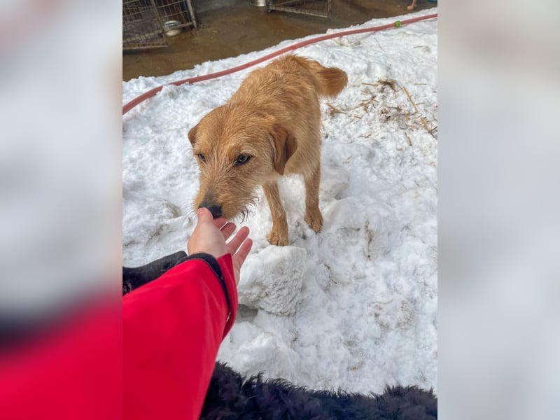Neugieriger DARCY – ein Traum auf vier Pfoten