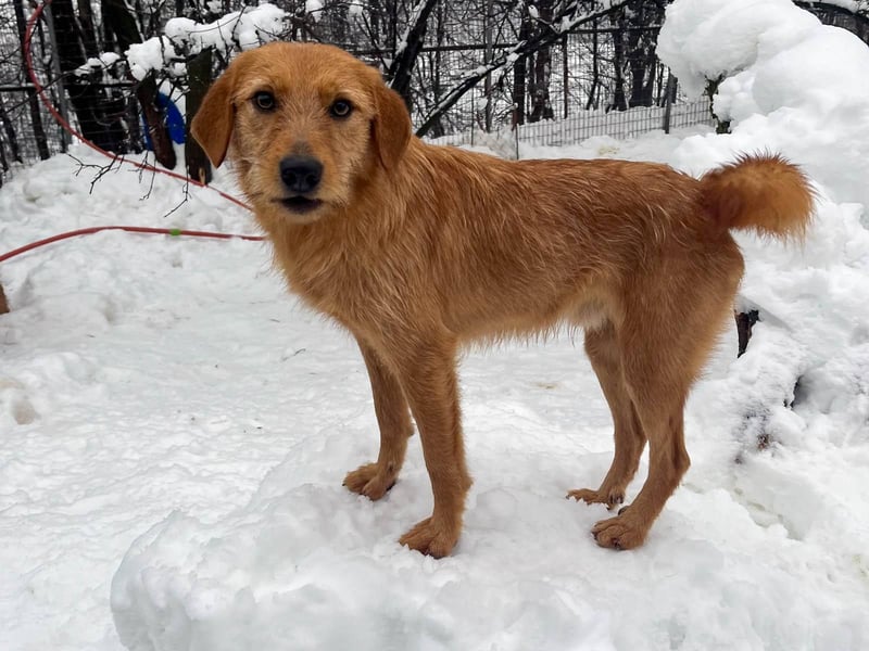 Perfekter Familienhund OLIVER sucht seine Menschen
