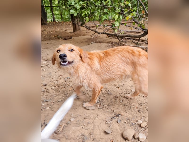 Neugieriger DARCY – ein Traum auf vier Pfoten