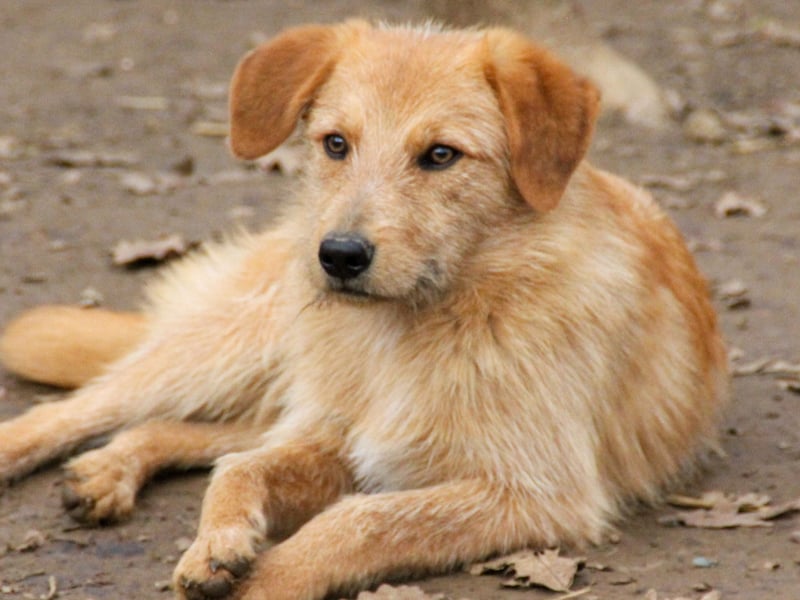 Neugieriger DARCY – ein Traum auf vier Pfoten