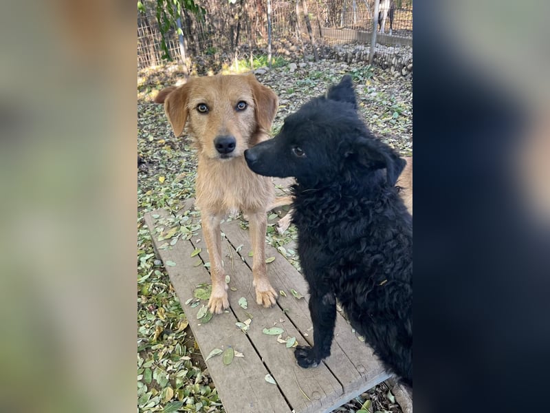Perfekter Familienhund OLIVER sucht seine Menschen