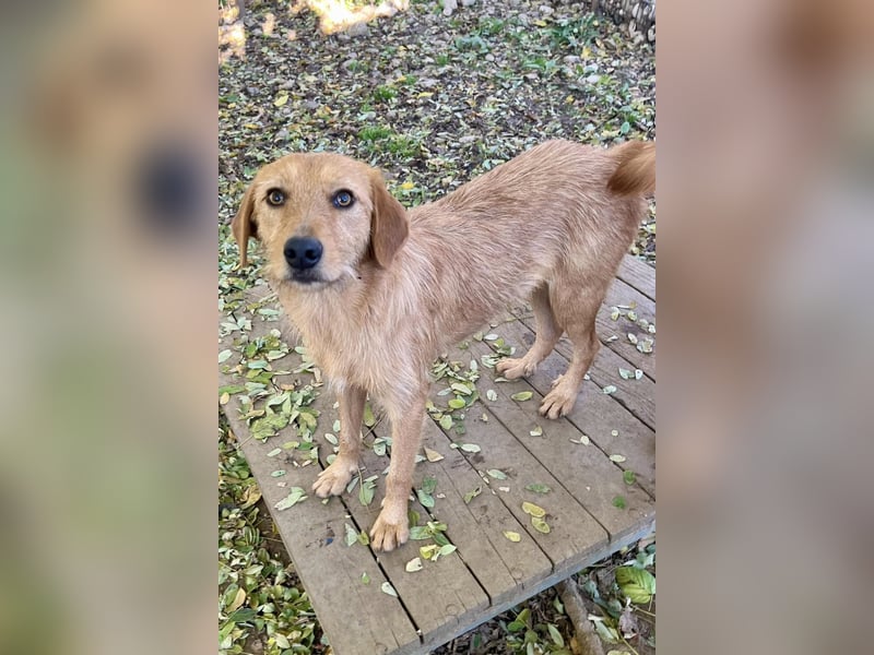 Perfekter Familienhund OLIVER sucht seine Menschen