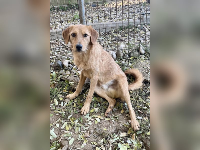 Kuckuck, wer schenkt Traumhund OLIVER ein liebevolles Zuhause?
