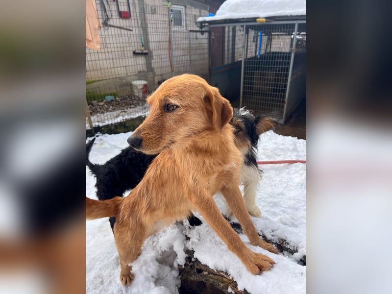 Perfekter Familienhund OLIVER sucht seine Menschen