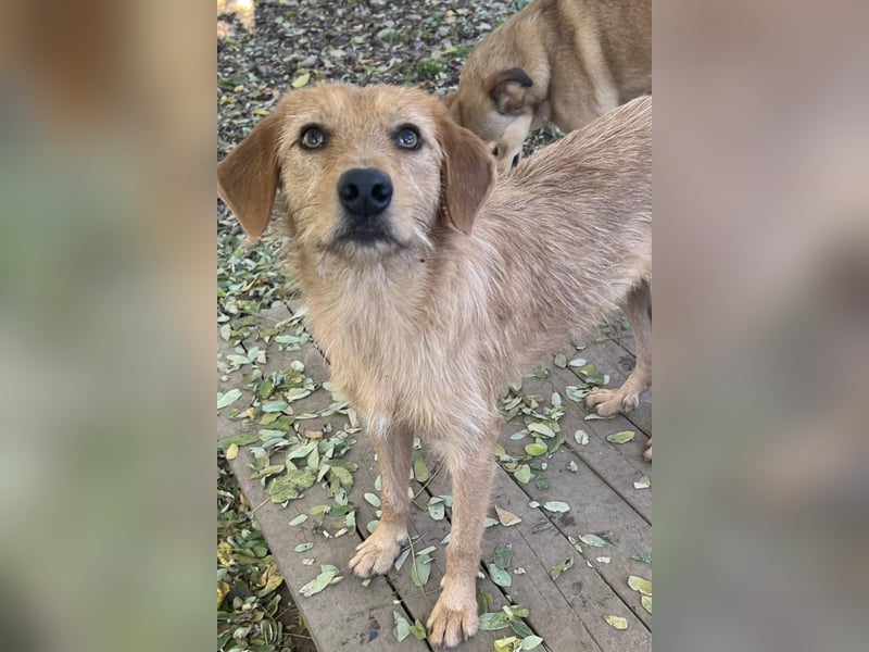 Perfekter Familienhund OLIVER sucht seine Menschen