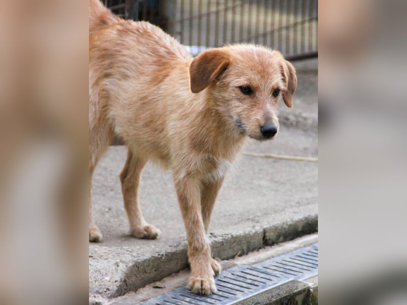 Neugieriger DARCY – ein Traum auf vier Pfoten