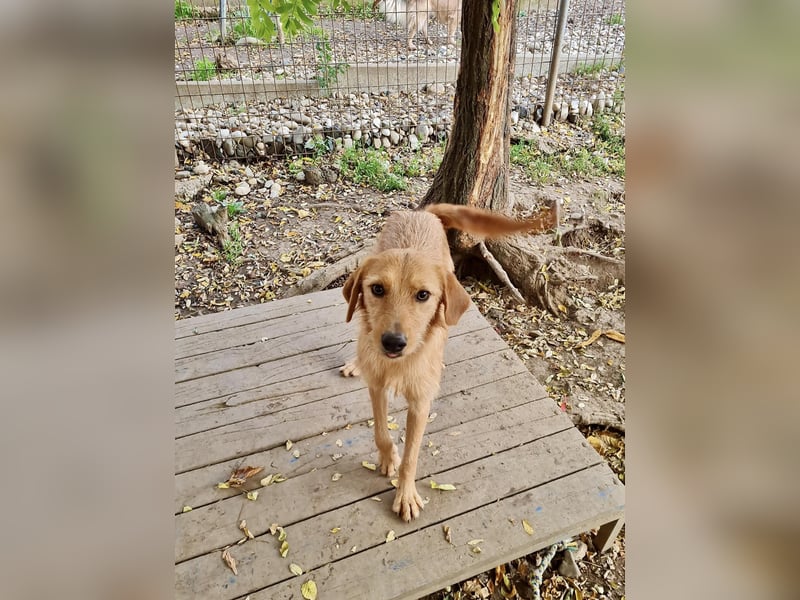 Perfekter Familienhund OLIVER sucht seine Menschen