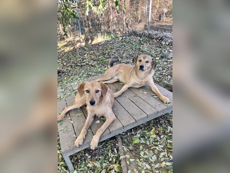 Perfekter Familienhund OLIVER sucht seine Menschen