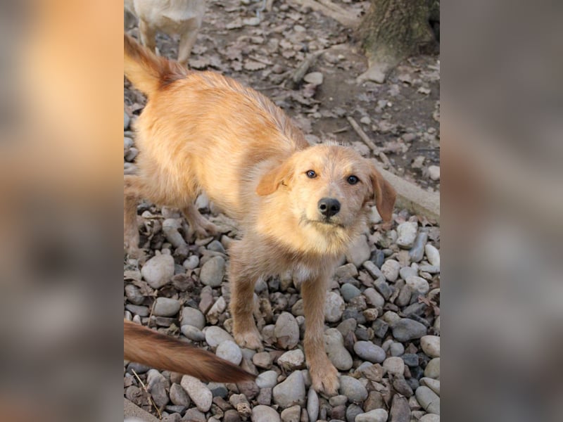 Neugieriger DARCY – ein Traum auf vier Pfoten