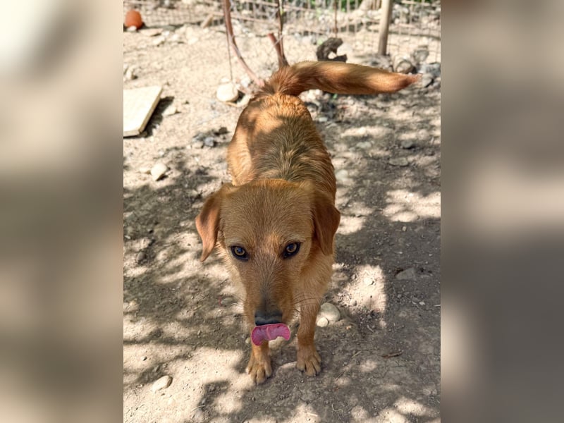 Kuckuck, wer schenkt Traumhund OLIVER ein liebevolles Zuhause?
