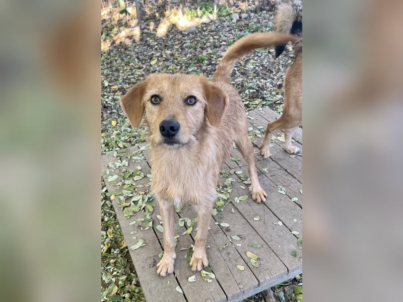 Perfekter Familienhund OLIVER sucht seine Menschen