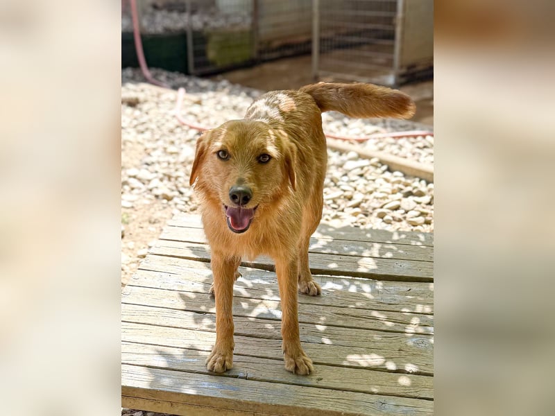 Kuckuck, wer schenkt Traumhund OLIVER ein liebevolles Zuhause?