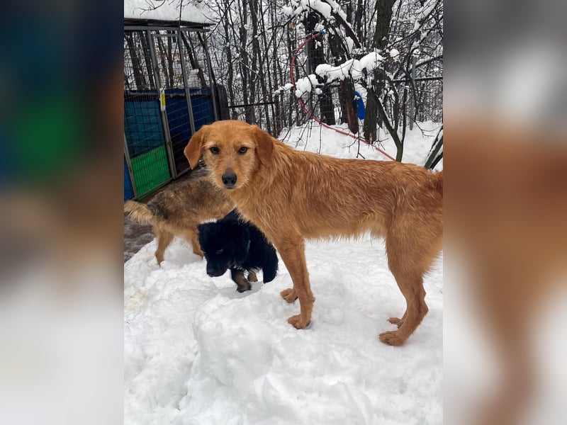 Perfekter Familienhund OLIVER sucht seine Menschen