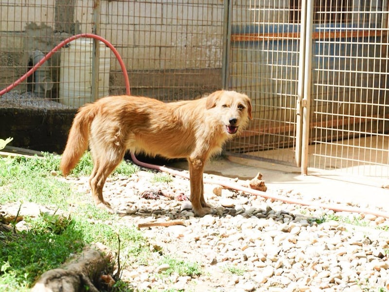 Neugieriger DARCY – ein Traum auf vier Pfoten