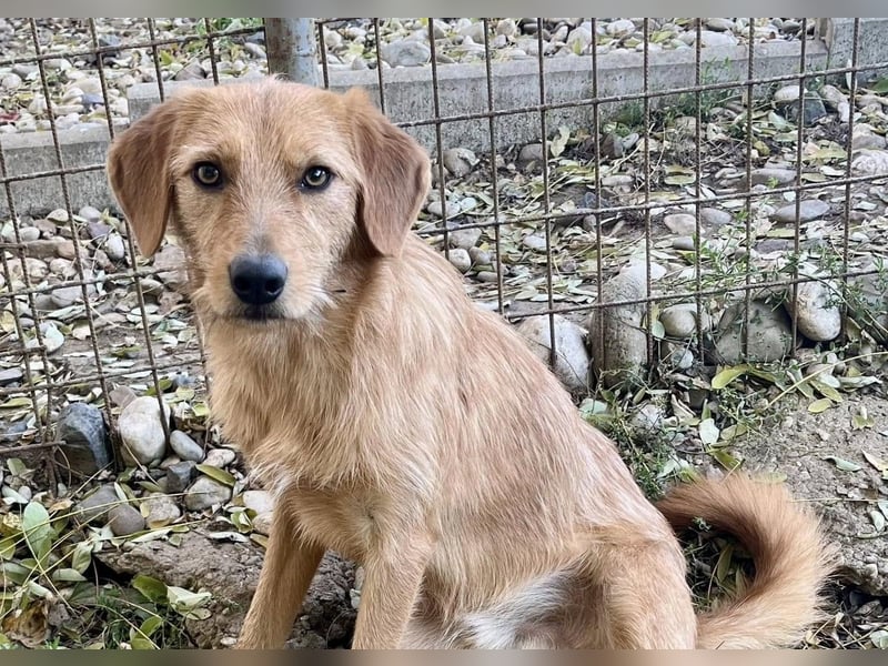 Perfekter Familienhund OLIVER sucht seine Menschen