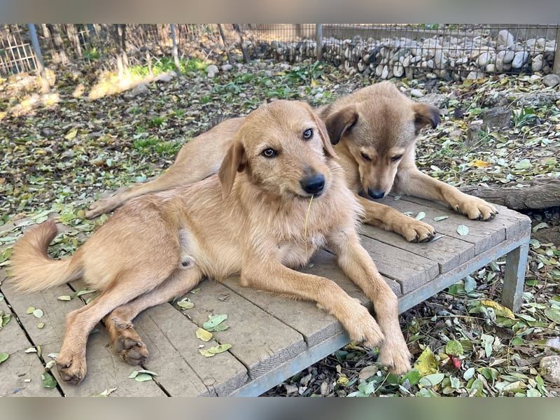 Perfekter Familienhund OLIVER sucht seine Menschen