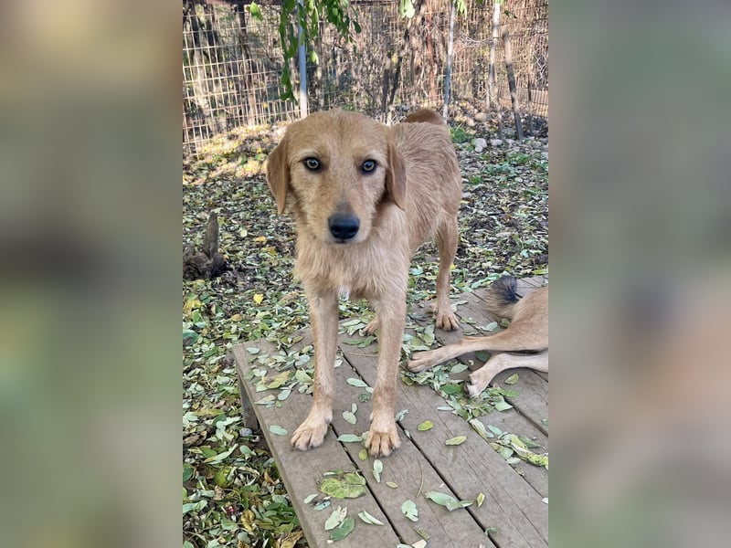 Perfekter Familienhund OLIVER sucht seine Menschen